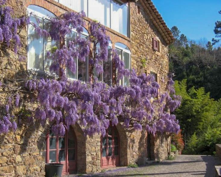 Chambre D'Hote Mas D'Alzon A St Jean Du Pin La Barriere Экстерьер фото